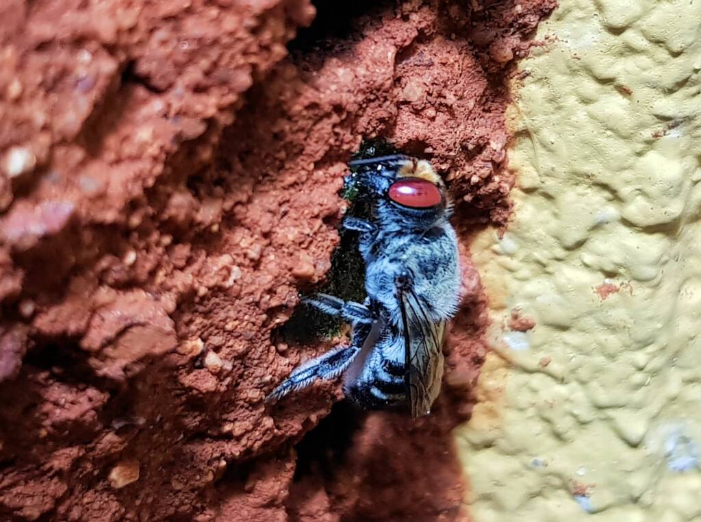 Golden-browed Resin Bee (Megachile aurifrons) capping the nest