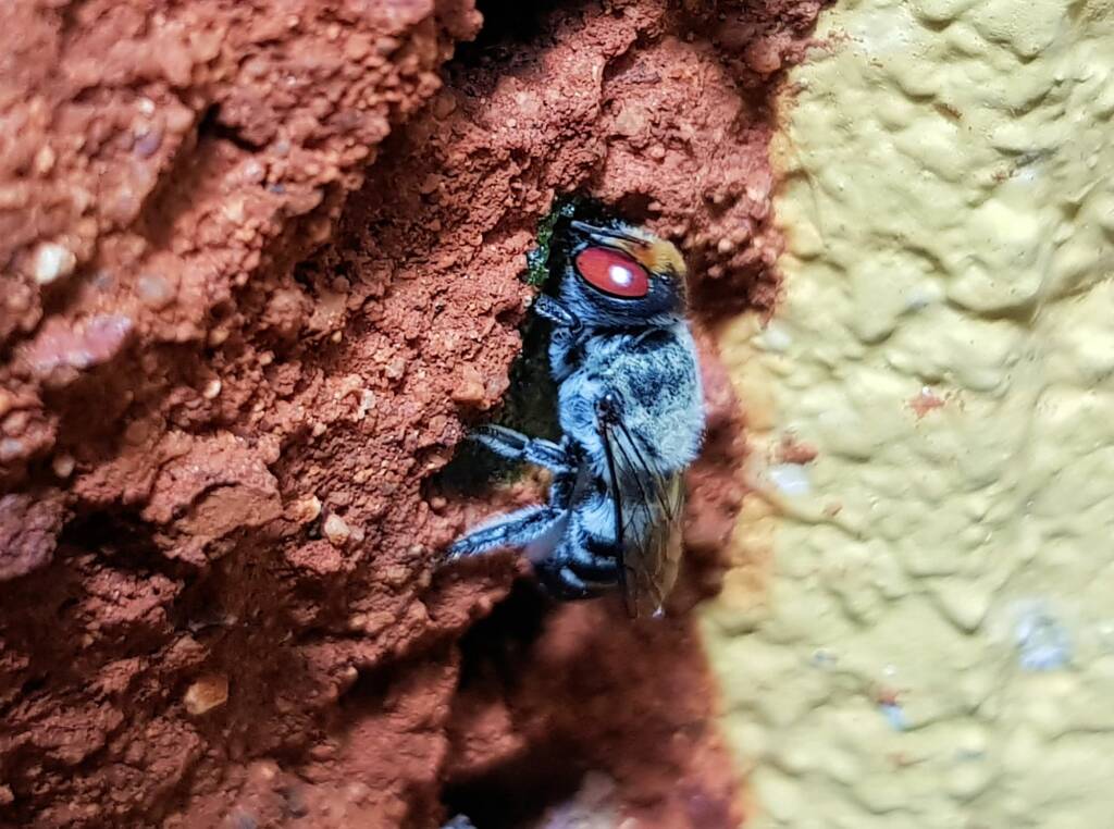 Golden-browed Resin Bee (Megachile aurifrons) capping the nest