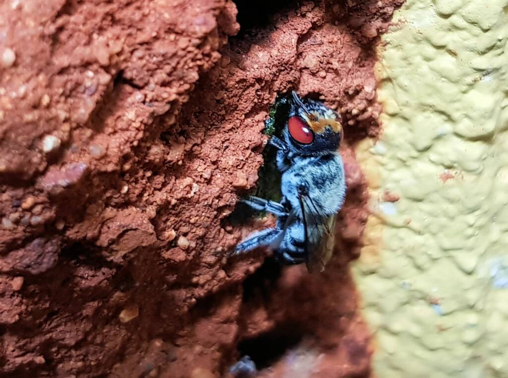 Golden-browed Resin Bee (Megachile aurifrons) capping the nest