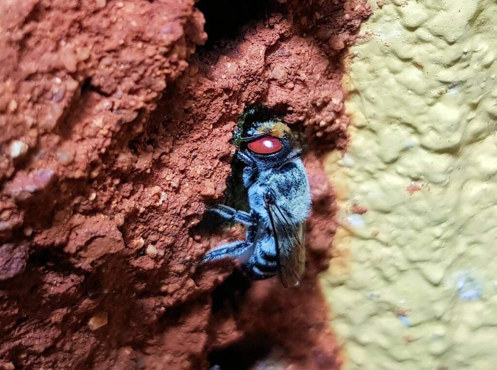 Golden-browed Resin Bee (Megachile aurifrons) capping the nest