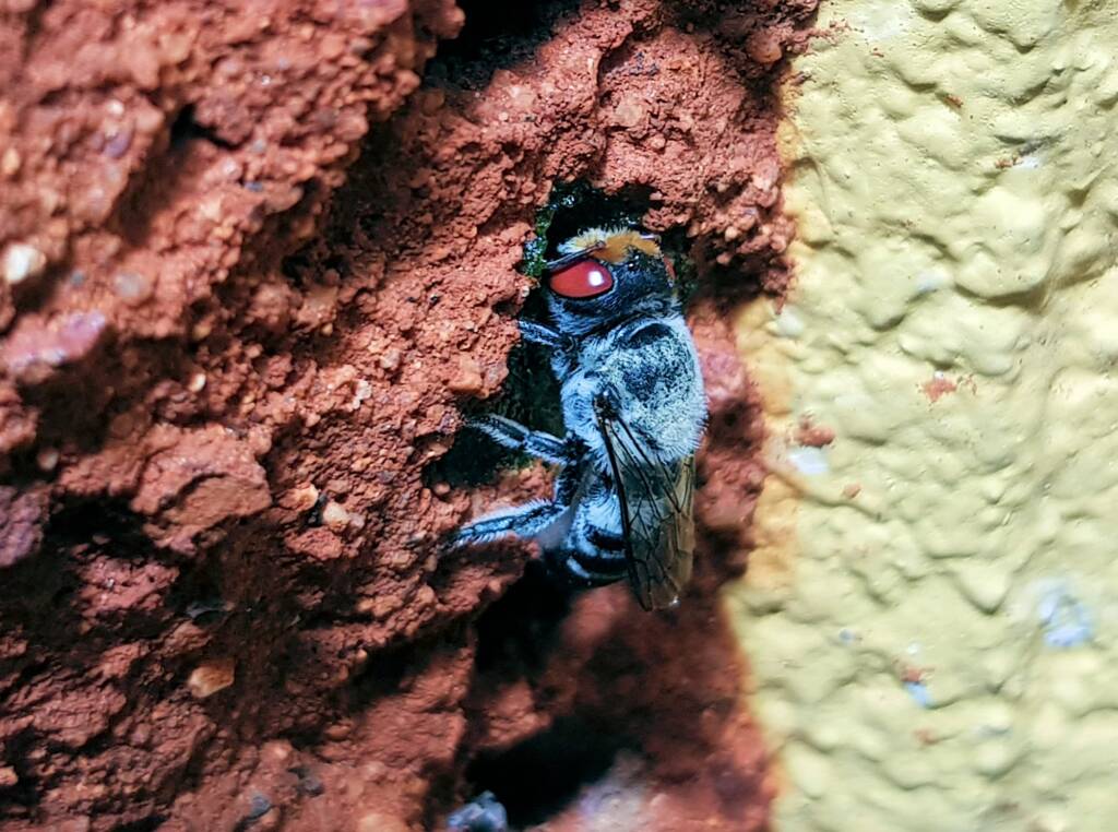 Golden-browed Resin Bee (Megachile aurifrons) capping the nest