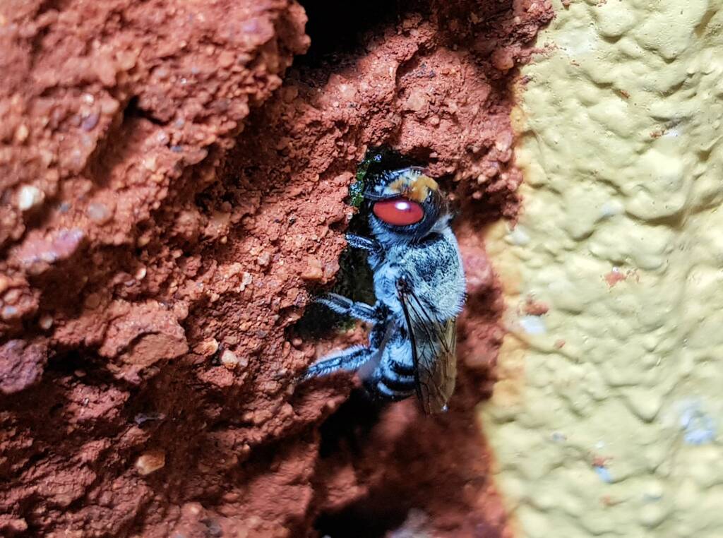 Golden-browed Resin Bee (Megachile aurifrons) capping the nest