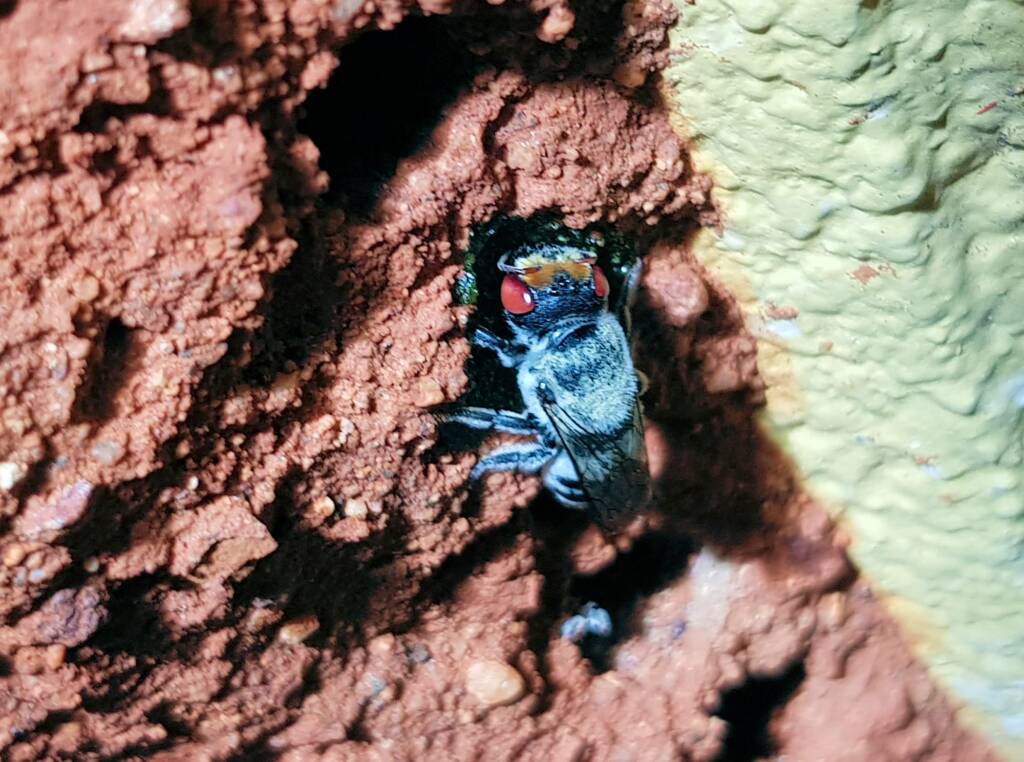 Golden-browed Resin Bee (Megachile aurifrons) capping the nest