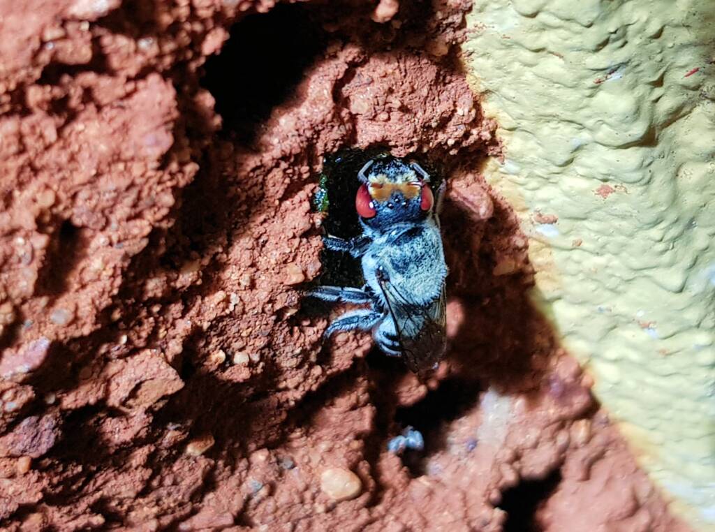 Golden-browed Resin Bee (Megachile aurifrons) capping the nest