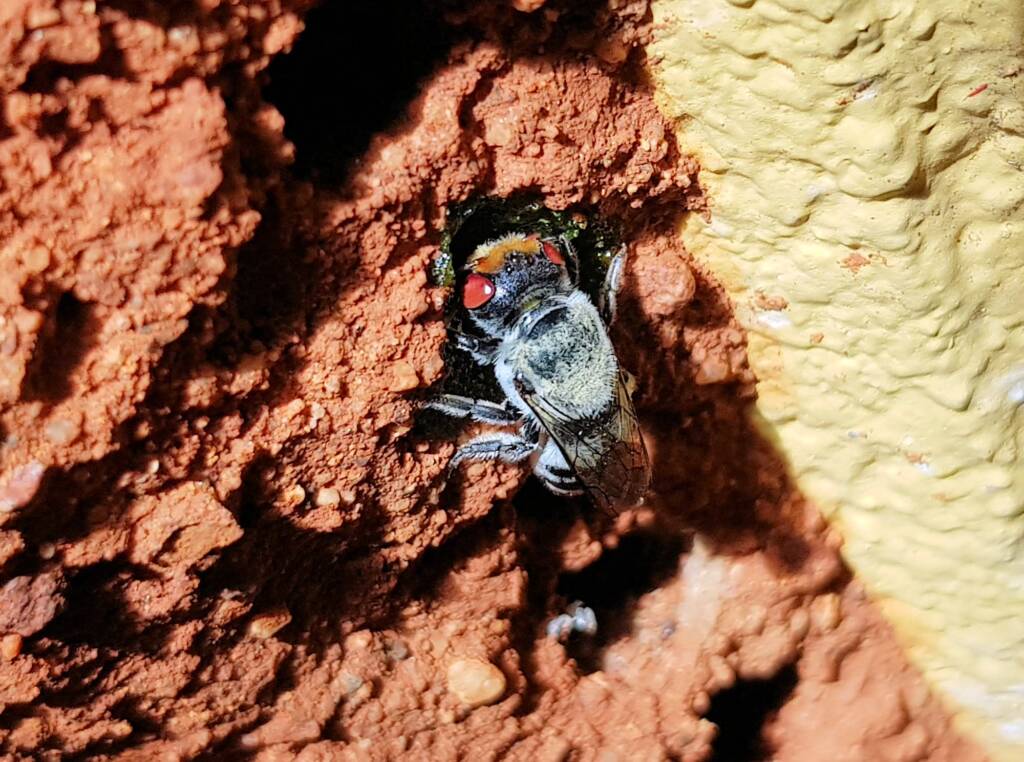 Golden-browed Resin Bee (Megachile aurifrons) capping the nest