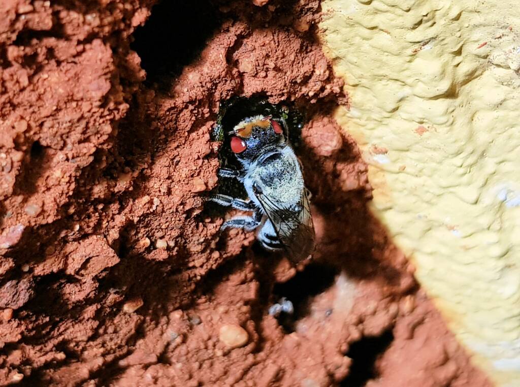 Golden-browed Resin Bee (Megachile aurifrons) capping the nest