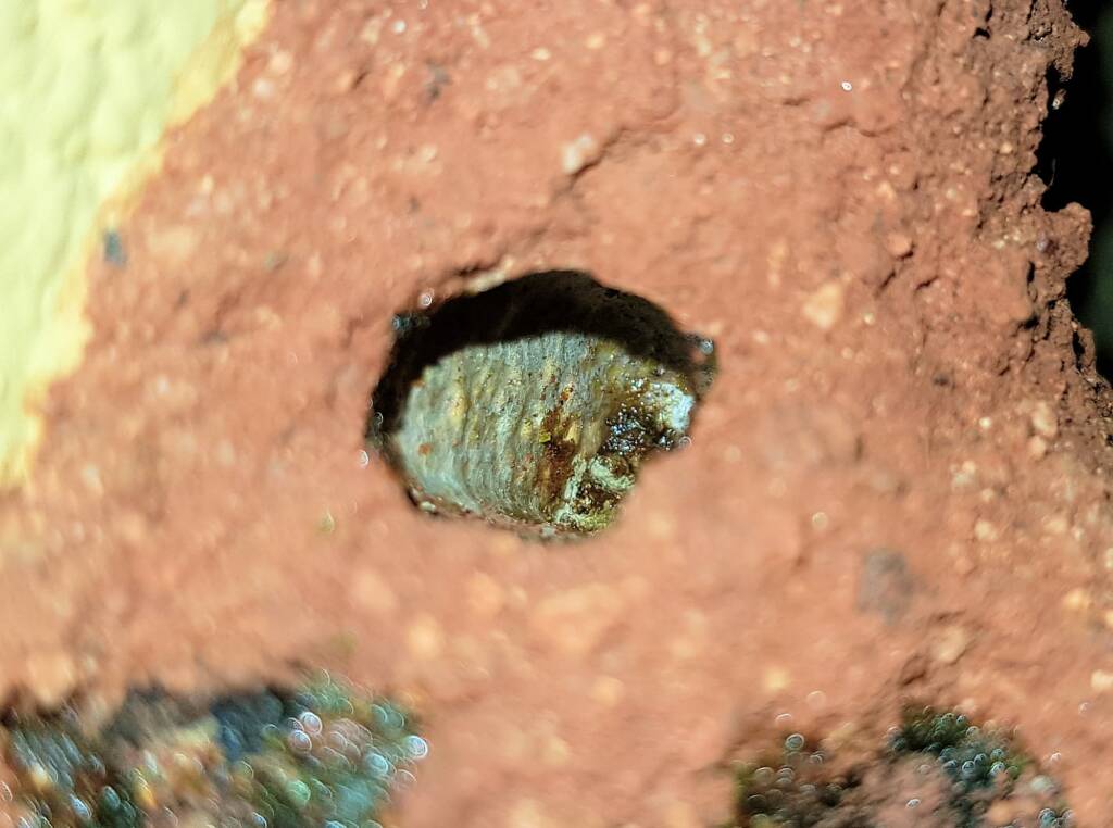 Nesting behaviour of the Golden-browed Resin Bee (Megachile aurifrons), Alice Springs, NT