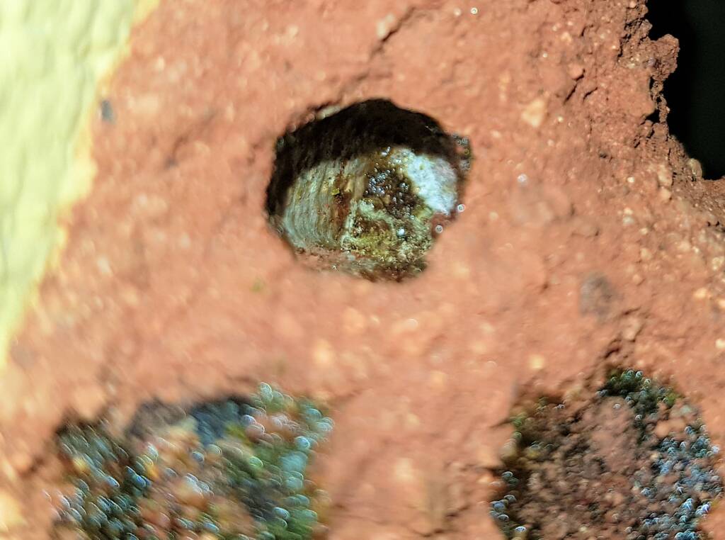Nesting behaviour of the Golden-browed Resin Bee (Megachile aurifrons), Alice Springs, NT