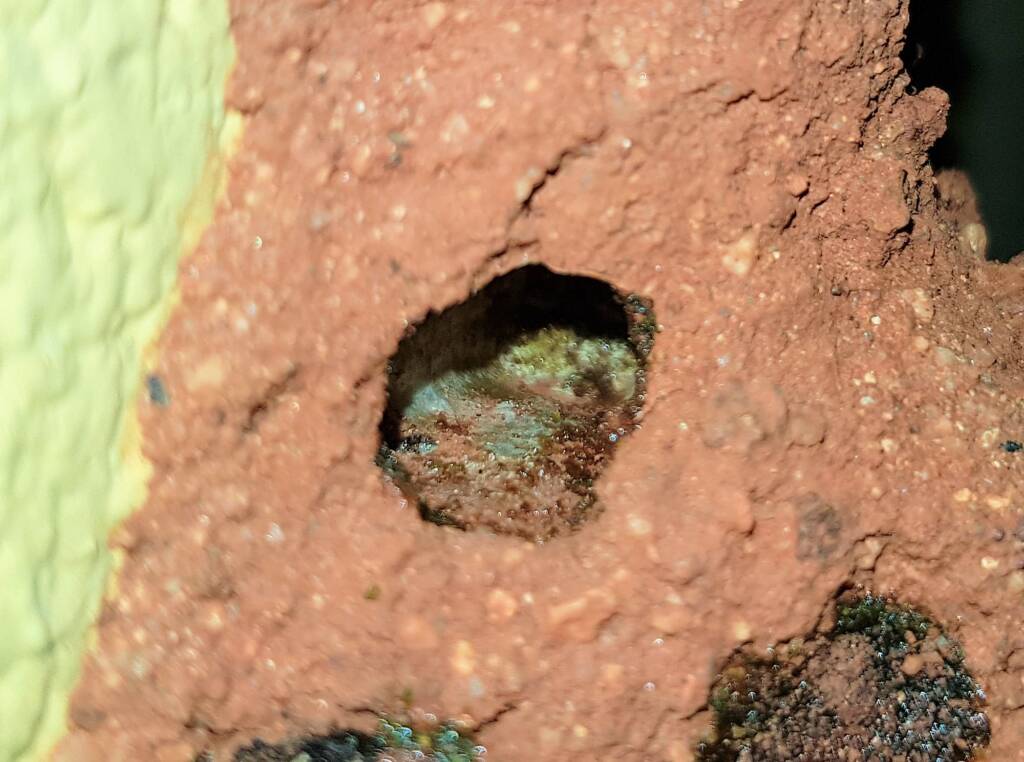 Nesting behaviour of the Golden-browed Resin Bee (Megachile aurifrons), Alice Springs, NT