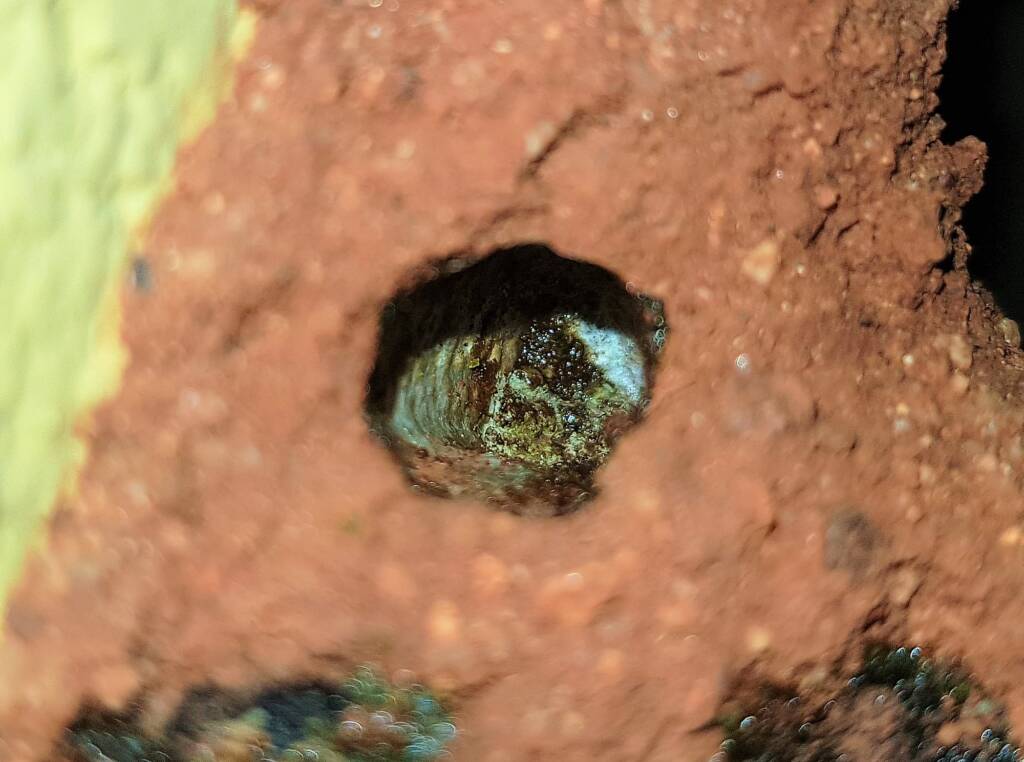 Nesting behaviour of the Golden-browed Resin Bee (Megachile aurifrons), Alice Springs, NT