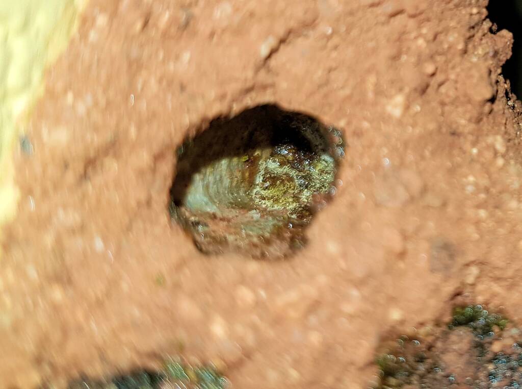 Nesting behaviour of the Golden-browed Resin Bee (Megachile aurifrons), Alice Springs, NT
