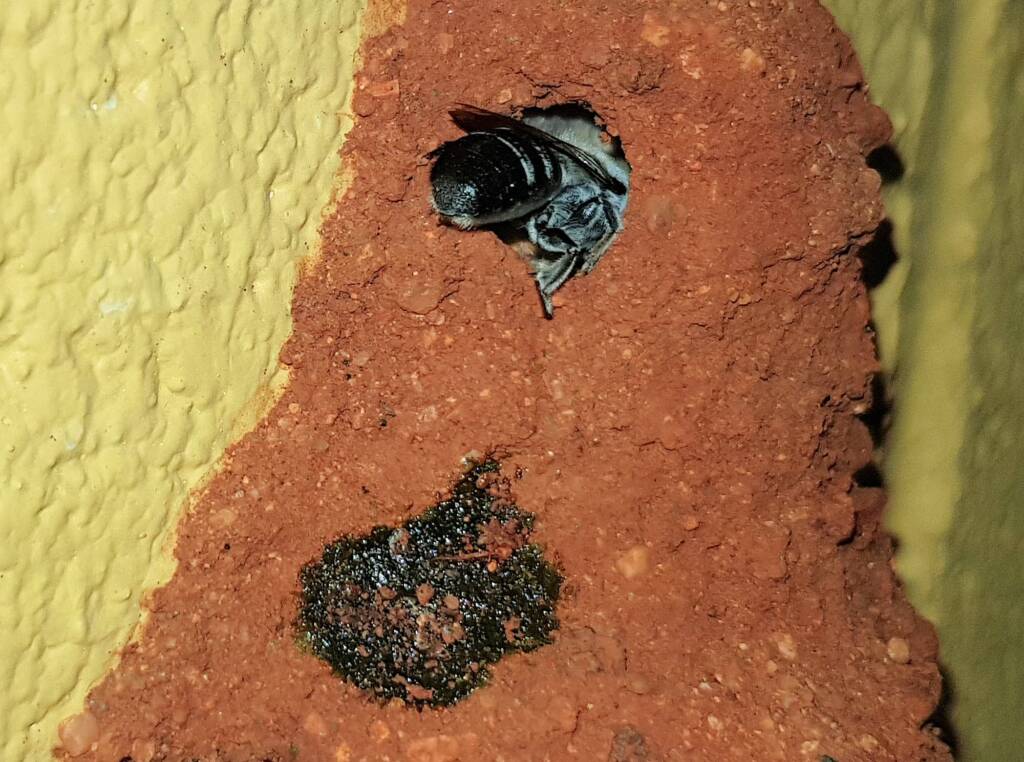 Nesting behaviour of the Golden-browed Resin Bee (Megachile aurifrons), Alice Springs, NT