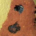 Nesting behaviour of the Golden-browed Resin Bee (Megachile aurifrons), Alice Springs, NT