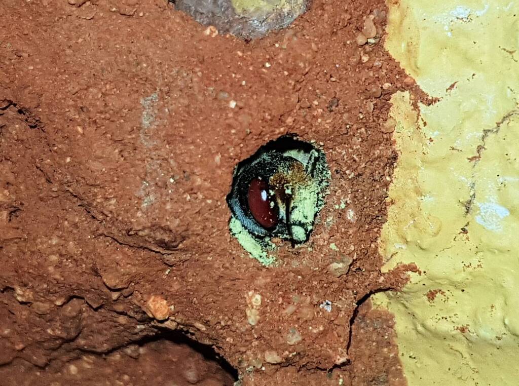 Nesting behaviour of the Golden-browed Resin Bee (Megachile aurifrons), Alice Springs, NT
