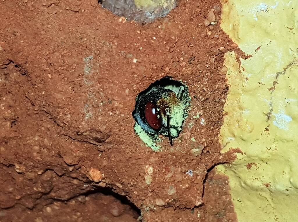Nesting behaviour of the Golden-browed Resin Bee (Megachile aurifrons), Alice Springs, NT