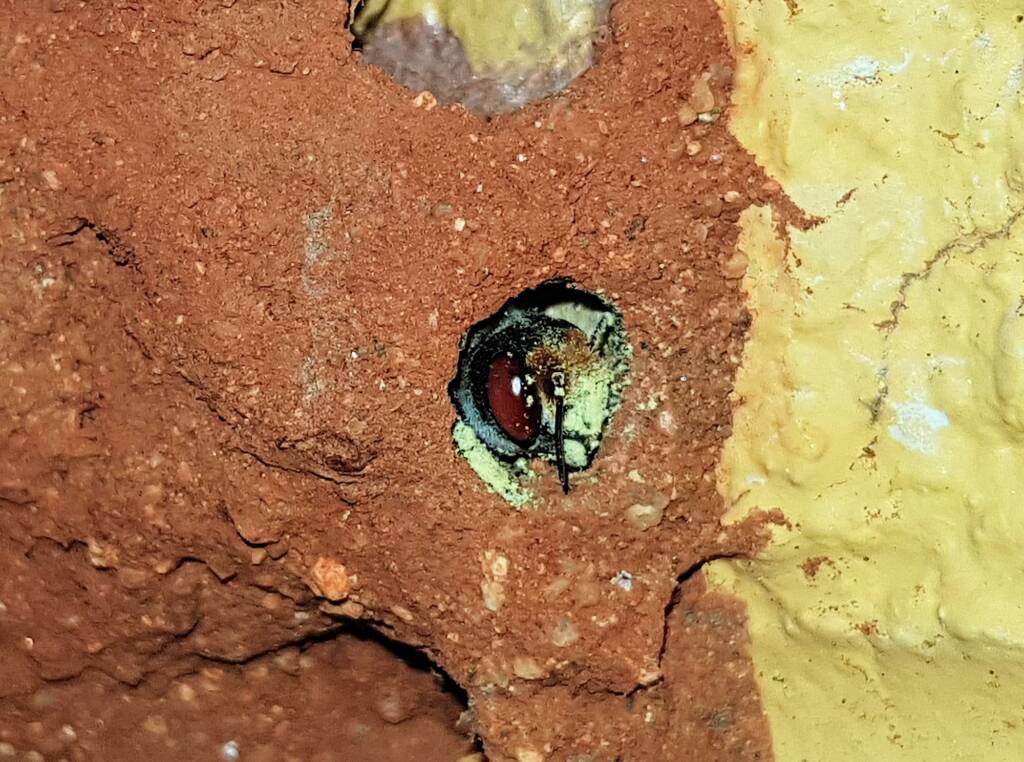 Nesting behaviour of the Golden-browed Resin Bee (Megachile aurifrons), Alice Springs, NT