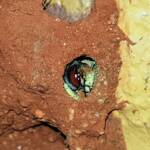 Nesting behaviour of the Golden-browed Resin Bee (Megachile aurifrons), Alice Springs, NT