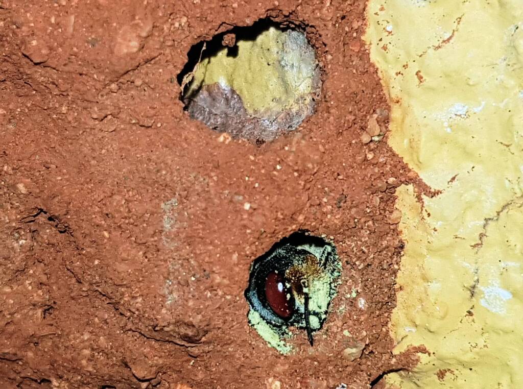 Nesting behaviour of the Golden-browed Resin Bee (Megachile aurifrons), Alice Springs, NT