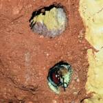 Nesting behaviour of the Golden-browed Resin Bee (Megachile aurifrons), Alice Springs, NT
