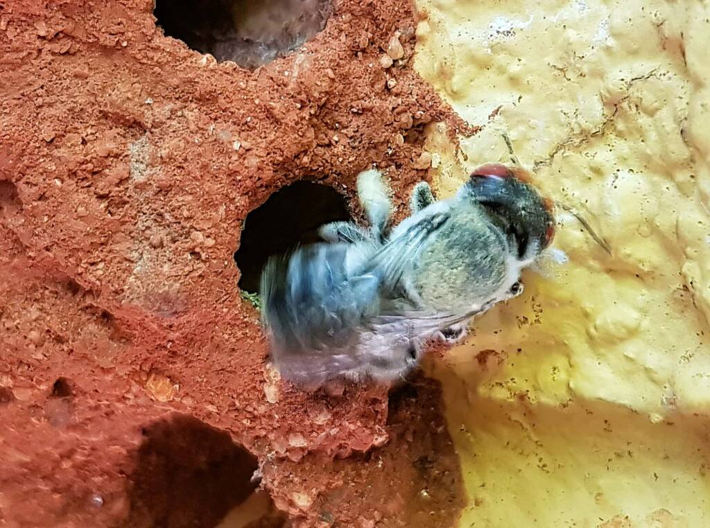 Nesting behaviour of the Golden-browed Resin Bee (Megachile aurifrons), Alice Springs, NT