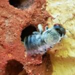 Nesting behaviour of the Golden-browed Resin Bee (Megachile aurifrons), Alice Springs, NT
