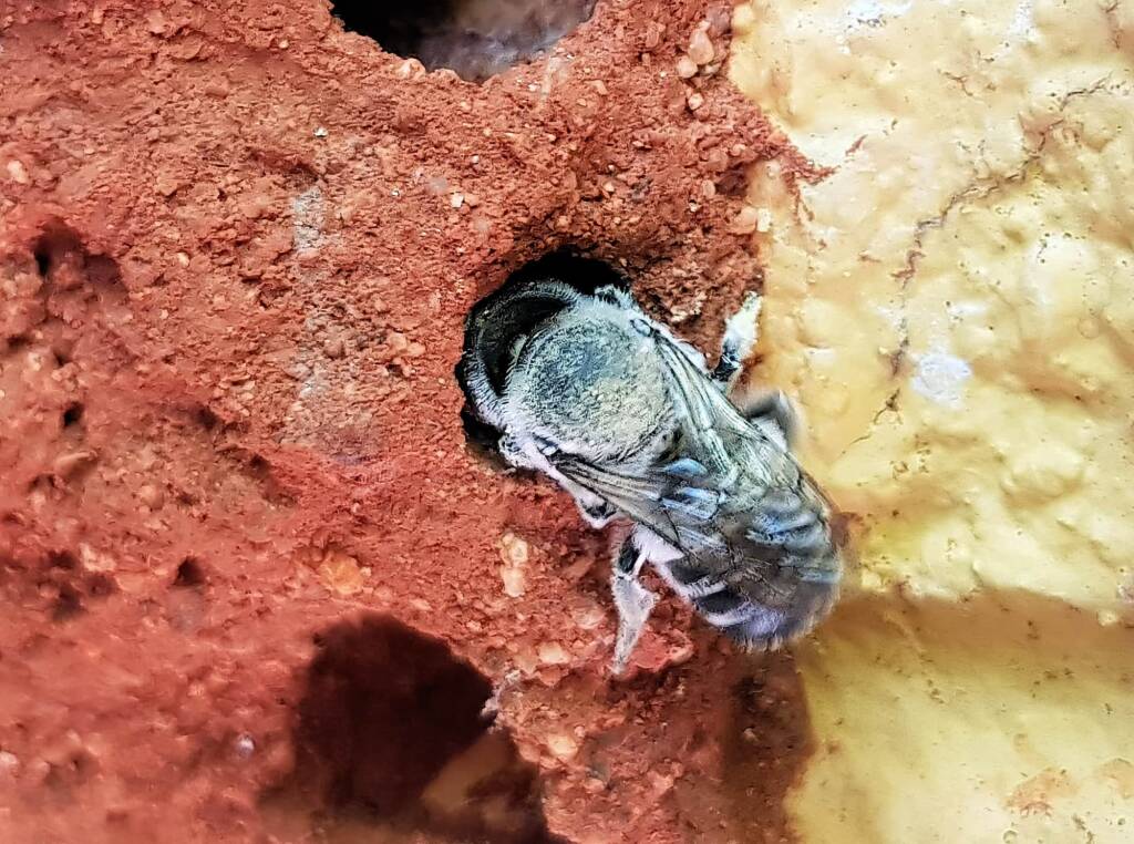 Nesting behaviour of the Golden-browed Resin Bee (Megachile aurifrons), Alice Springs, NT