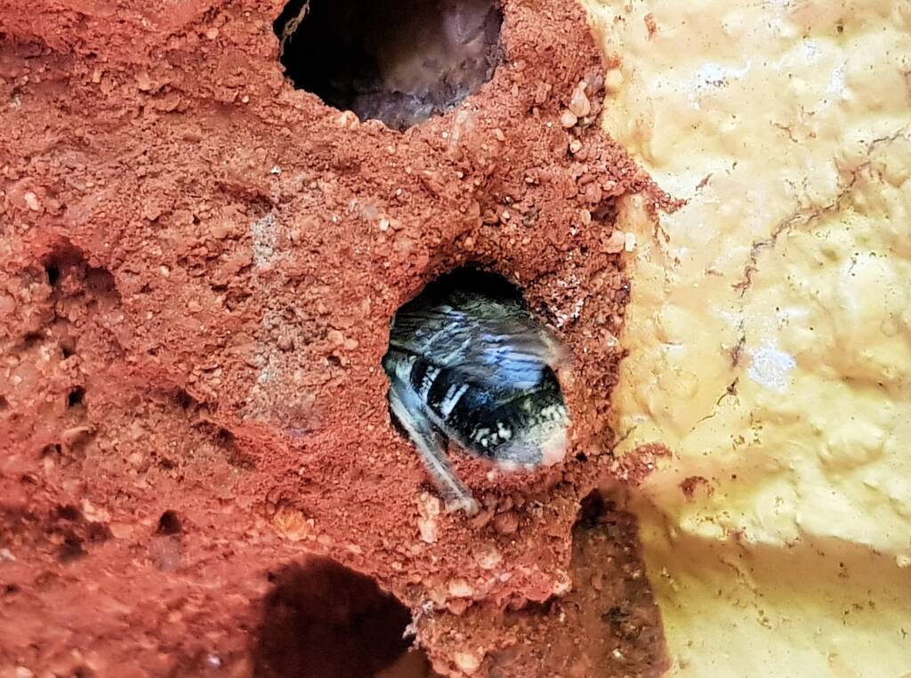 Nesting behaviour of the Golden-browed Resin Bee (Megachile aurifrons), Alice Springs, NT
