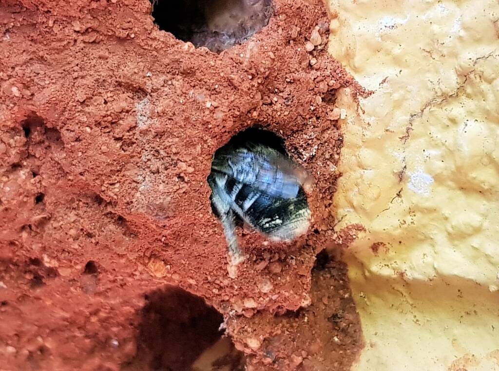 Nesting behaviour of the Golden-browed Resin Bee (Megachile aurifrons), Alice Springs, NT