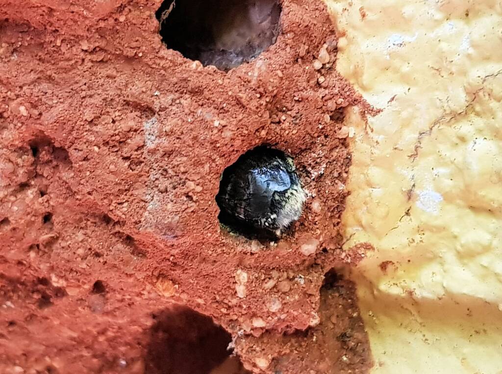 Nesting behaviour of the Golden-browed Resin Bee (Megachile aurifrons), Alice Springs, NT