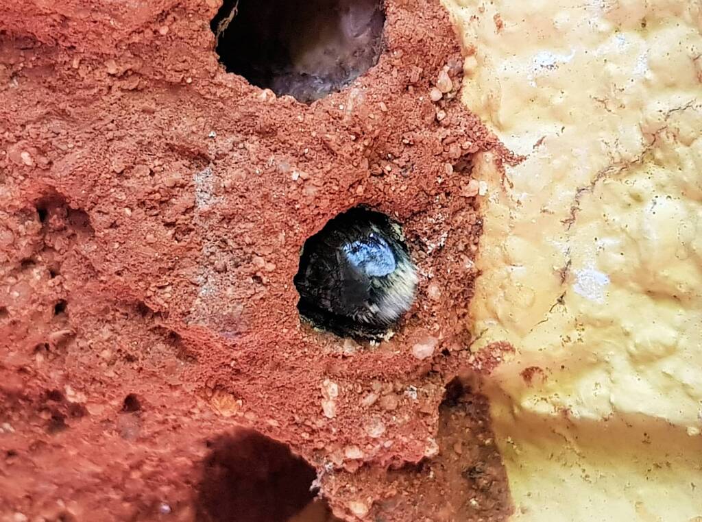 Nesting behaviour of the Golden-browed Resin Bee (Megachile aurifrons), Alice Springs, NT