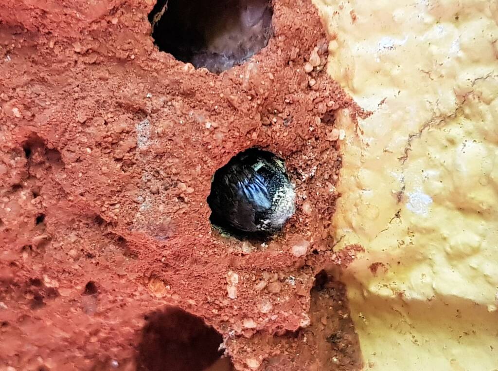 Nesting behaviour of the Golden-browed Resin Bee (Megachile aurifrons), Alice Springs, NT