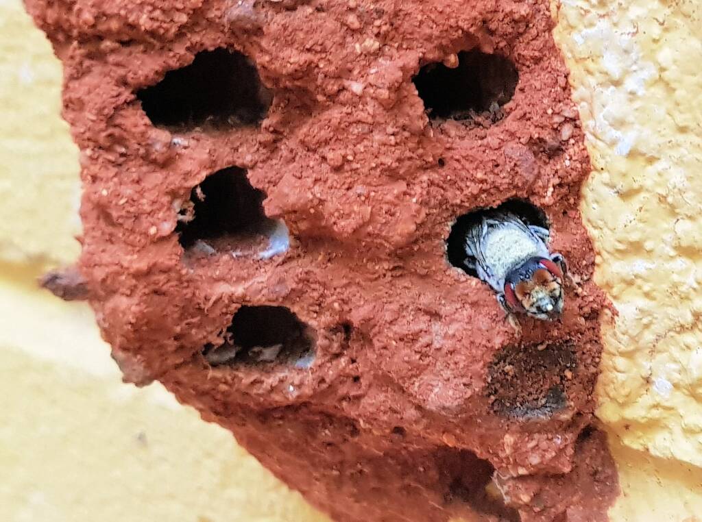 Red Eyes of the Golden-browed Resin Bee (Megachile aurifrons), Alice Springs, NT