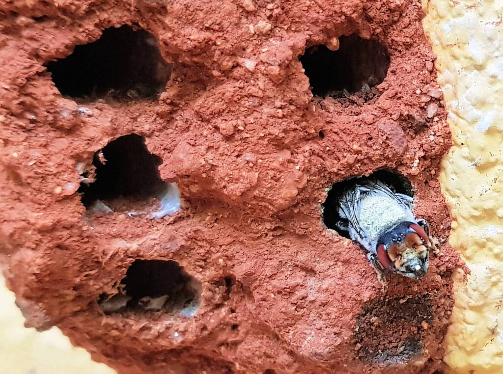 Red Eyes of the Golden-browed Resin Bee (Megachile aurifrons), Alice Springs, NT