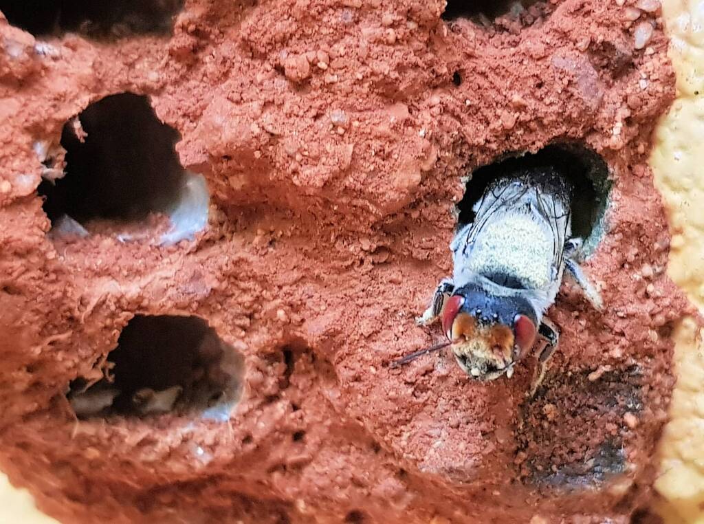 Red Eyes of the Golden-browed Resin Bee (Megachile aurifrons), Alice Springs, NT