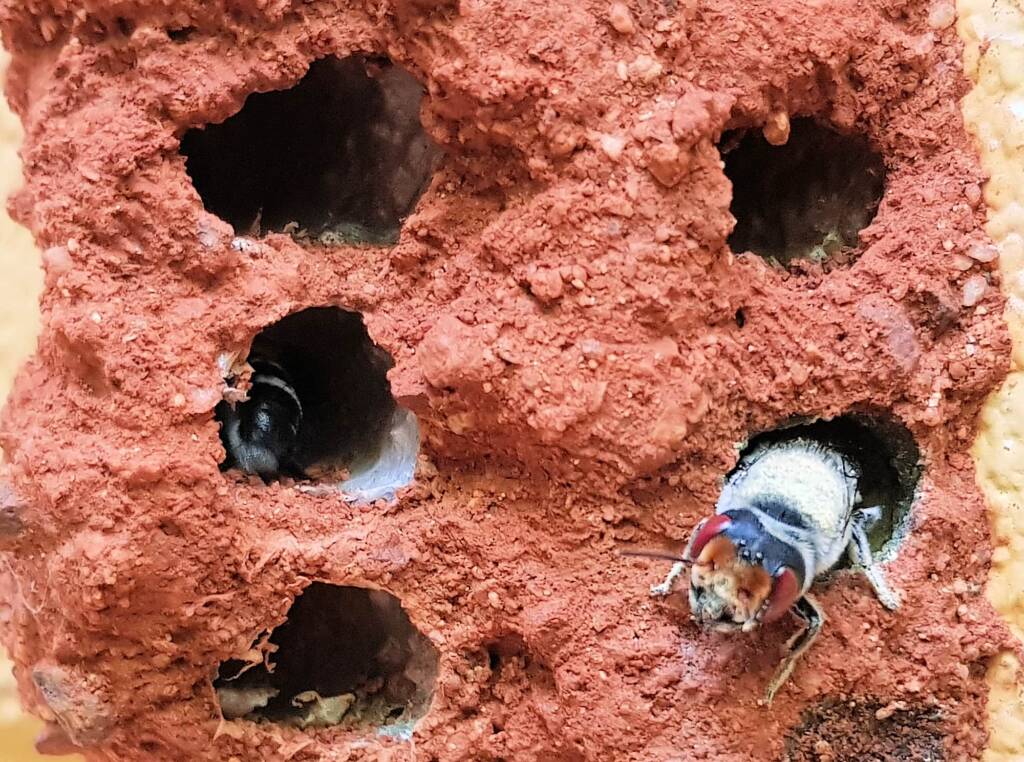Red Eyes of the Golden-browed Resin Bee (Megachile aurifrons), Alice Springs, NT