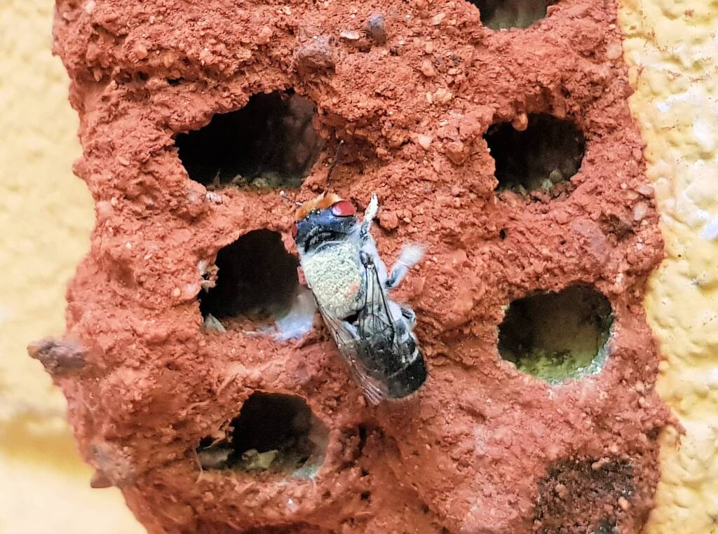 Red Eyes of the Golden-browed Resin Bee (Megachile aurifrons), Alice Springs, NT