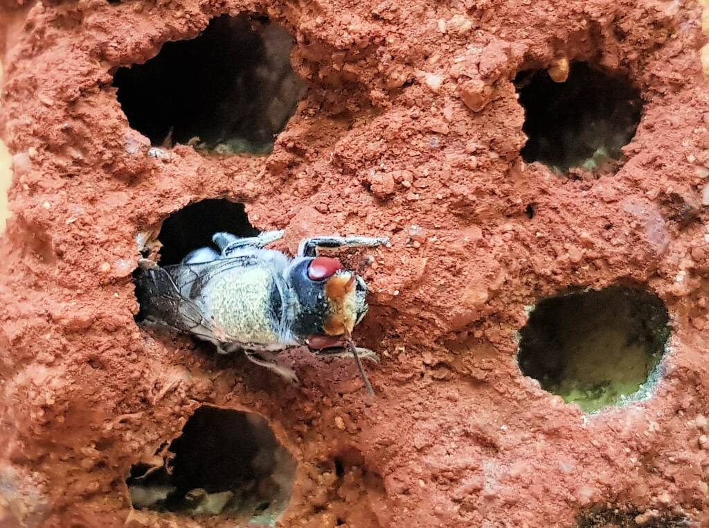 Red Eyes of the Golden-browed Resin Bee (Megachile aurifrons), Alice Springs, NT