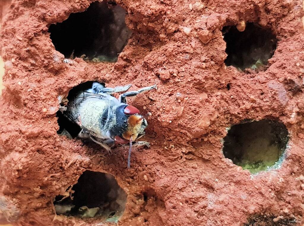 Red Eyes of the Golden-browed Resin Bee (Megachile aurifrons), Alice Springs, NT