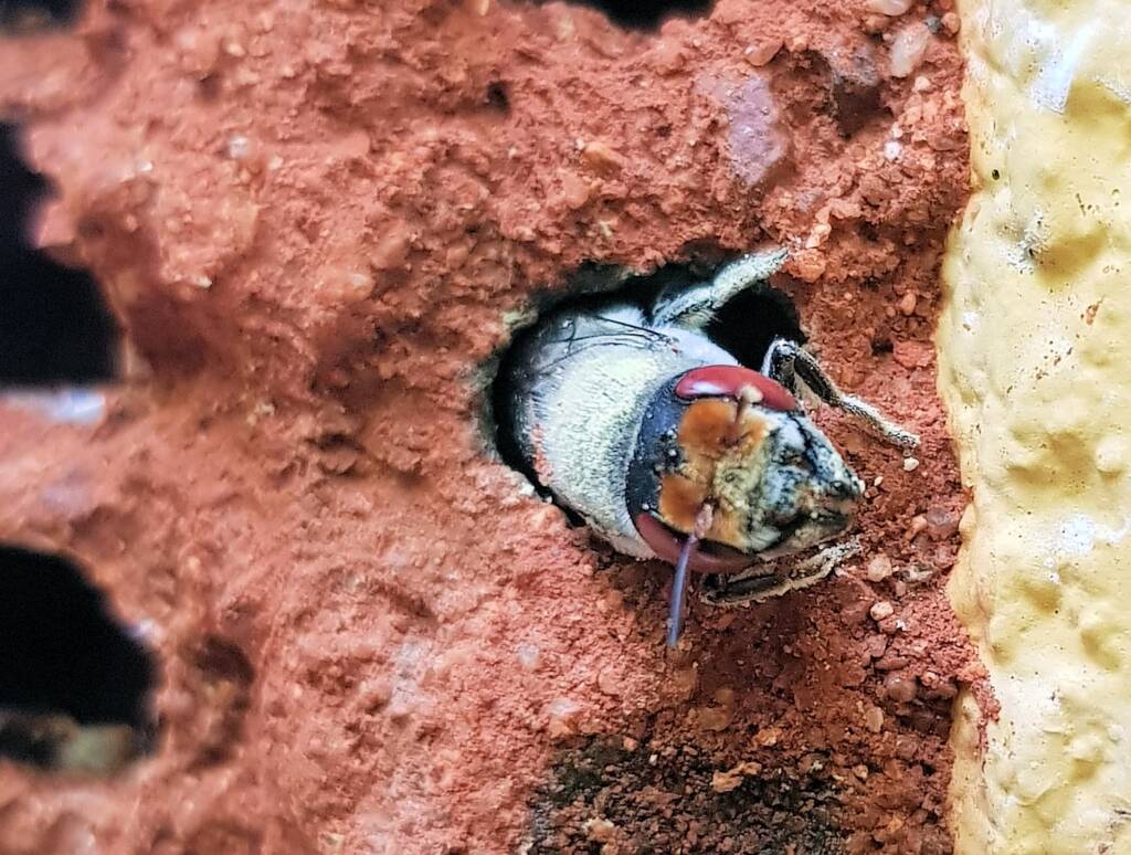 Red Eyes of the Golden-browed Resin Bee (Megachile aurifrons), Alice Springs, NT