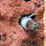 Red Eyes of the Golden-browed Resin Bee (Megachile aurifrons), Alice Springs, NT