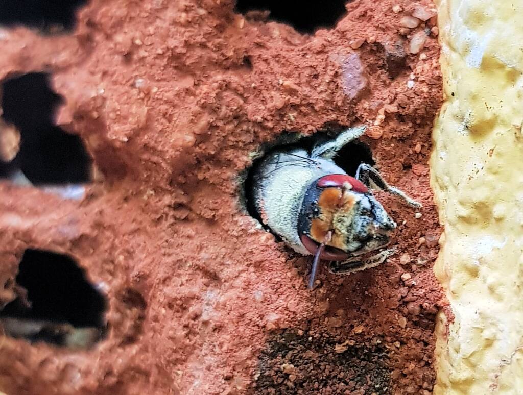 Red Eyes of the Golden-browed Resin Bee (Megachile aurifrons), Alice Springs, NT