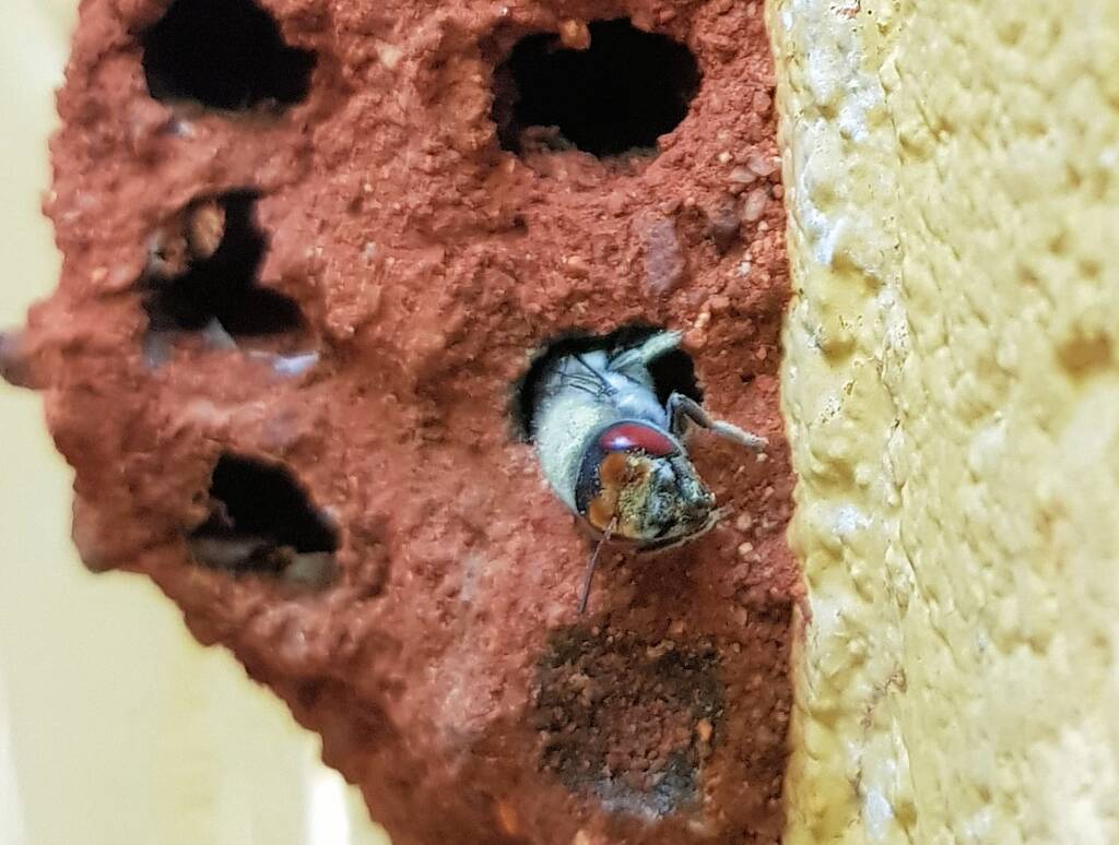 Red Eyes of the Golden-browed Resin Bee (Megachile aurifrons), Alice Springs, NT