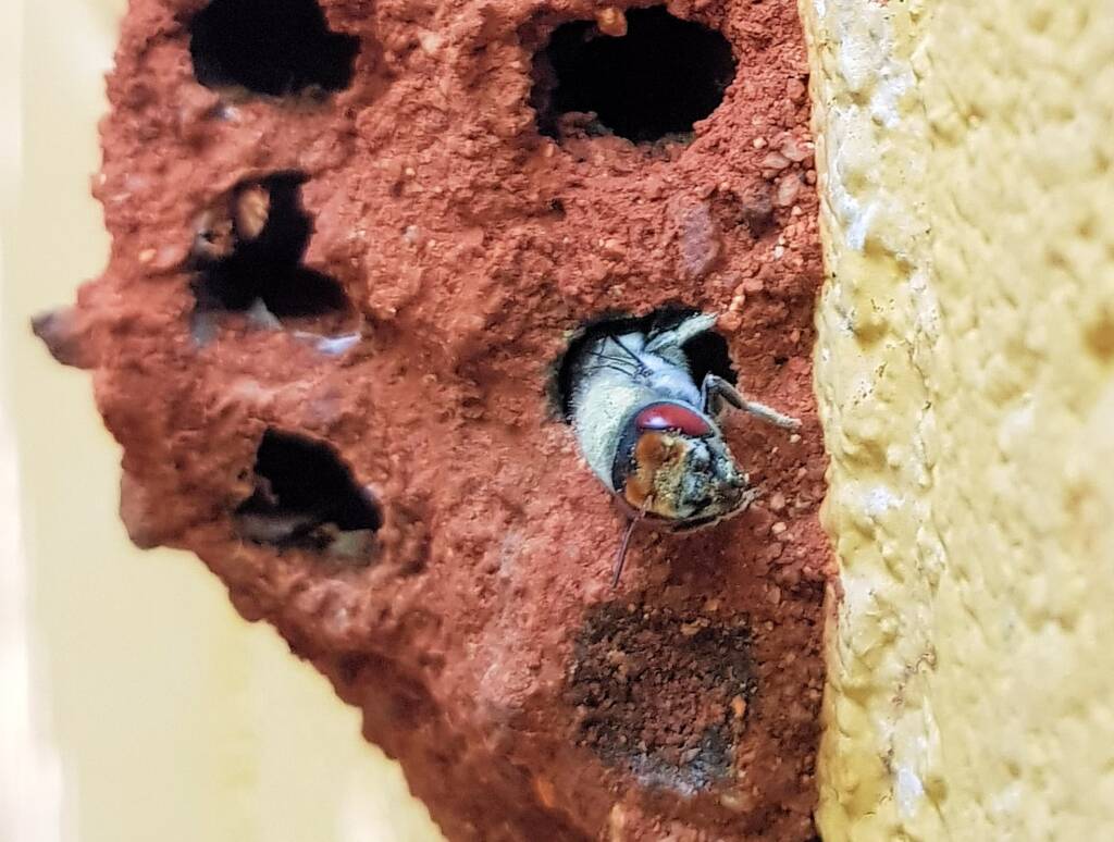 Red Eyes of the Golden-browed Resin Bee (Megachile aurifrons), Alice Springs, NT