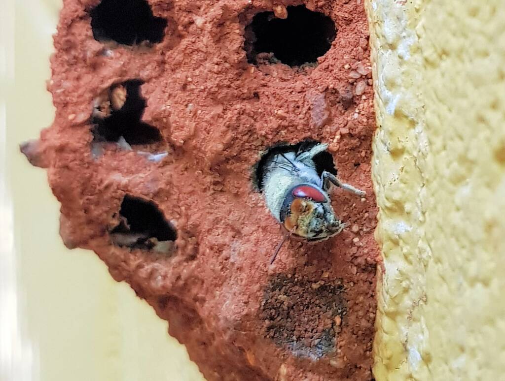 Red Eyes of the Golden-browed Resin Bee (Megachile aurifrons), Alice Springs, NT
