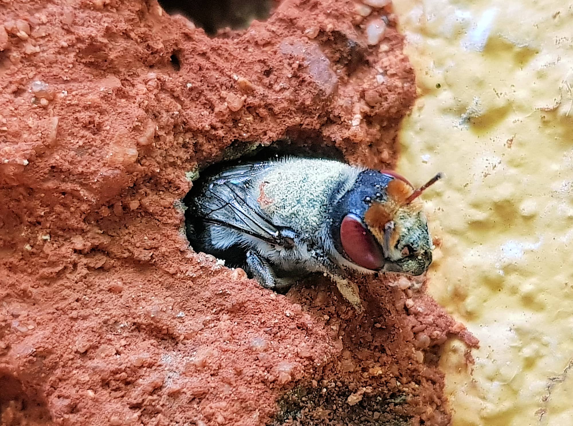 Red Eyes of the Golden-browed Resin Bee (Megachile aurifrons), Alice Springs, NT