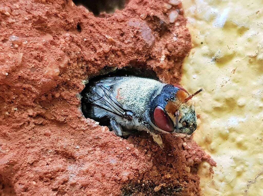 Red Eyes of the Golden-browed Resin Bee (Megachile aurifrons), Alice Springs, NT