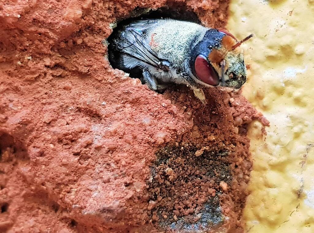 Red Eyes of the Golden-browed Resin Bee (Megachile aurifrons), Alice Springs, NT