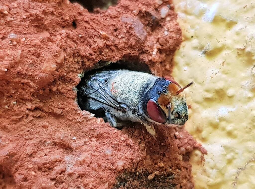 Red Eyes of the Golden-browed Resin Bee (Megachile aurifrons), Alice Springs, NT