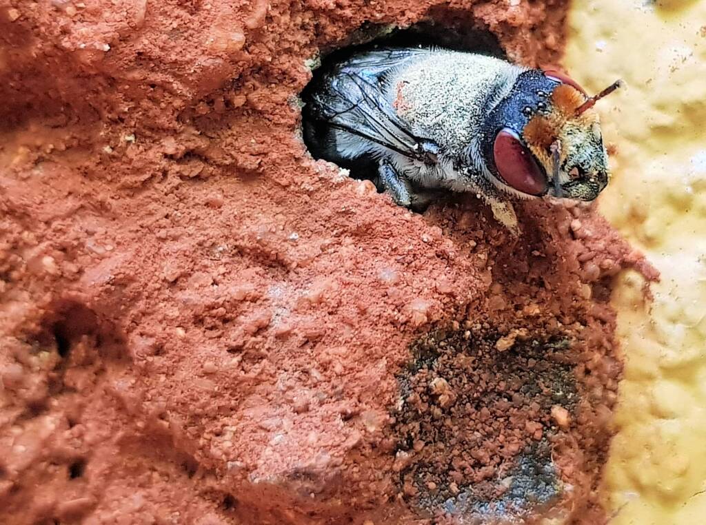 Red Eyes of the Golden-browed Resin Bee (Megachile aurifrons), Alice Springs, NT