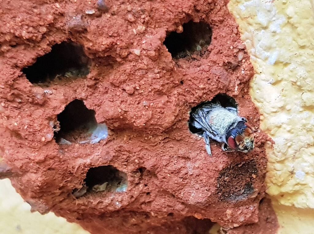 Red Eyes of the Golden-browed Resin Bee (Megachile aurifrons), Alice Springs, NT